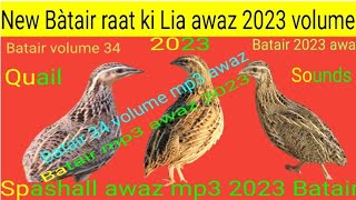 New Common quail l Batair new sound l Quail singing l Batair Raat ki.awaz special l Batair volume 24