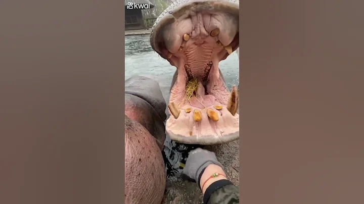 Hippo eating watermelon 🍉🦛 - DayDayNews