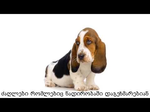 ძაღლები რომლებიც ნადირობაში დაგეხმარებიან...