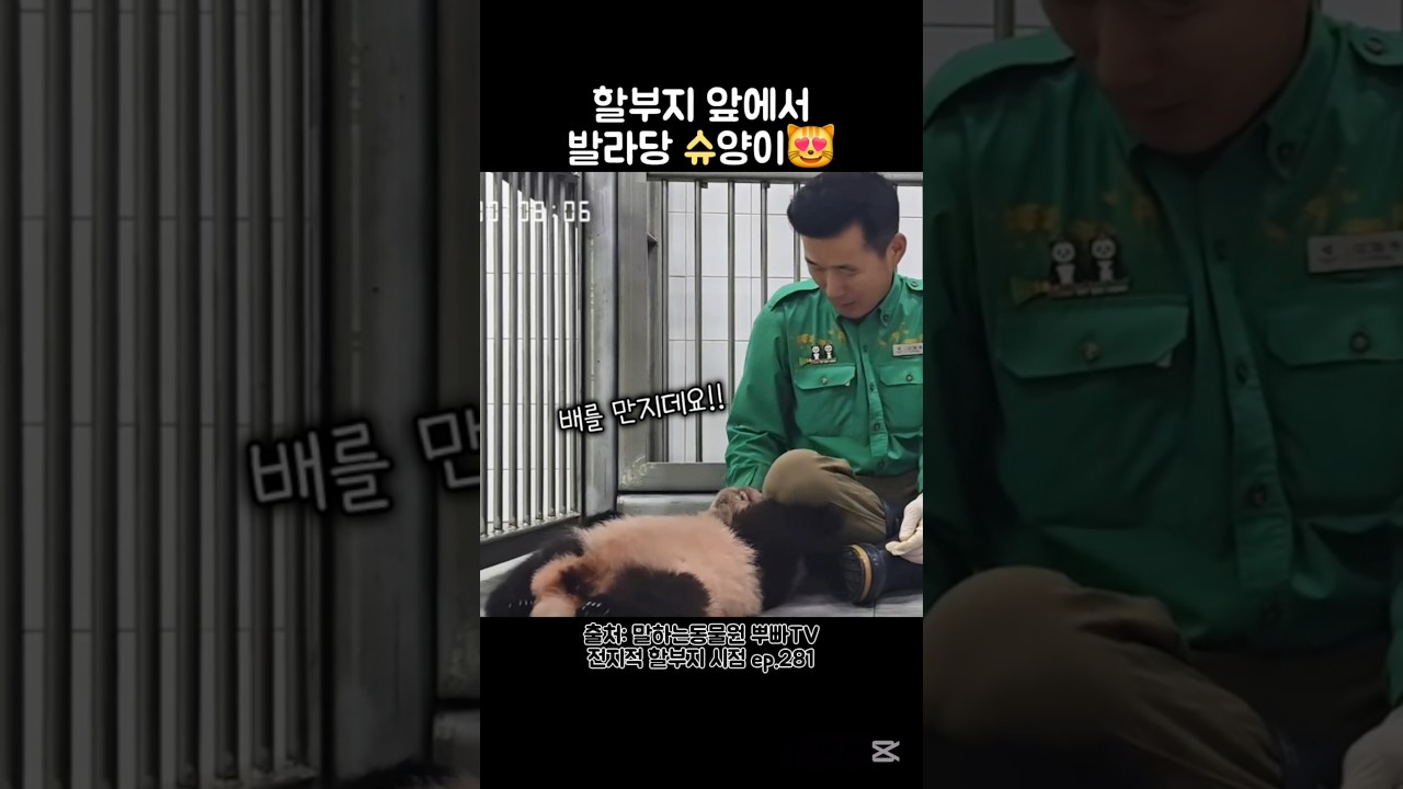 슈바오 이번엔 고양이 놀이야?🥰 #슈바오 #강바오 #아이바오 #shubao #babypanda