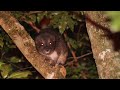 Tree hyraxes from Taita Hills Kenya Scientific Reports