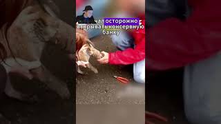 Лиса попросила помощи у маленькой девочки, когда выяснилось что...#животные #факты #shorts