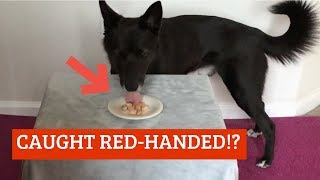 Will My Dog Steal Food Off The Table While I’m Away? SPY CAM ON MY DOG by Leonidasugoi 209 views 5 years ago 2 minutes, 53 seconds