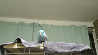 Pacific Parrotlet singing 太平洋鸚鵡 (洋洋) 唱歌