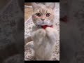 Funny cat