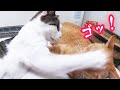 新入り家猫メイ 先住猫に怒りの顔面猫パンチを食らわす