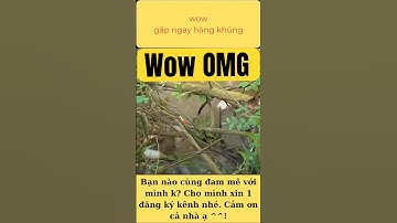 Ẩn mình trong bụi cây bất ngờ dính cá khủng | Câu cá rô tự nhiên cực đã #shots #fishing #doducphong