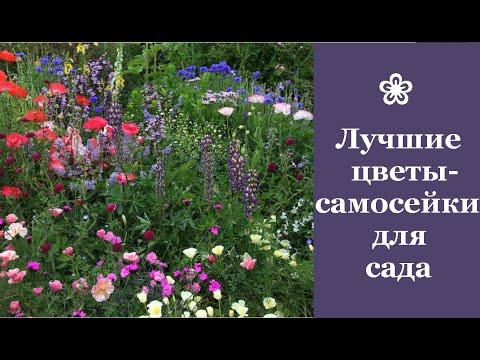 ❀ Лучшие цветы-самосейки для сада
