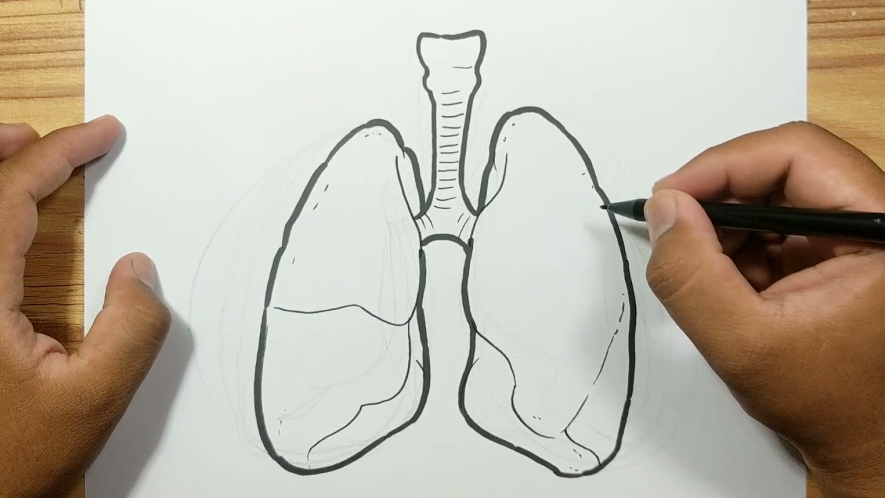 Human Real Lungs  SVGJPGPNG Hand Drawing 65892