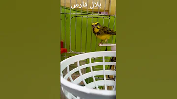 سورا موزمبيق يهيج على الأنثى بتغريد حااار قمة في الرووووعة 