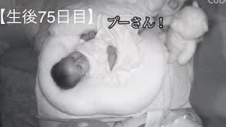 【生後75日目】浮かび上がる白いくまのプー