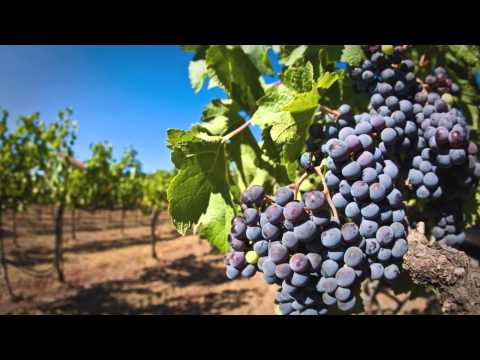 ვაზი - Teliani Valley ეძიე და მოყევი ღვინოს...