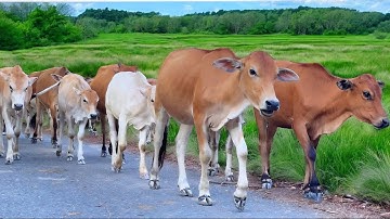 Suara Sapi Moo, kawanan Lembu sapi jinak berkeliling di jalan, Sapi lucu pulang kekandang