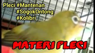 Pleci Rasa Burung kecil #mantenan #sogokontong #kolibri