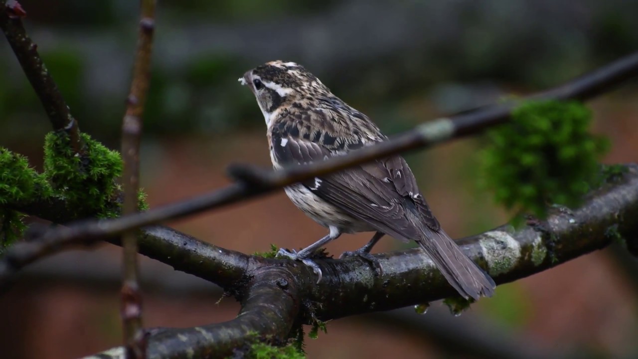 Rose Breasted Grosbeak On Seattle Backyard Feeder And Branch In 4k
