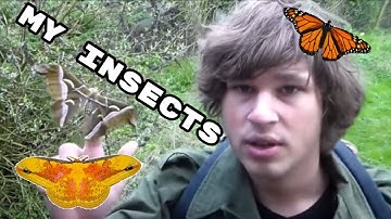 GRAND Butterfly and MOTH Compilation! Bart Coppens insect breeding