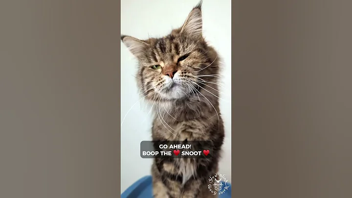 Video 11805221: mainecoon cutecat catlover, mainecoon cutecat cat, cute maine coon cat