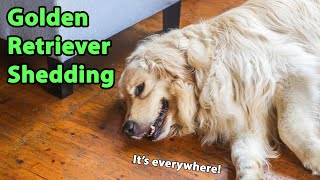 Golden Retriever Shedding: 14 Tips To Control It (And Keep Your House Clean)