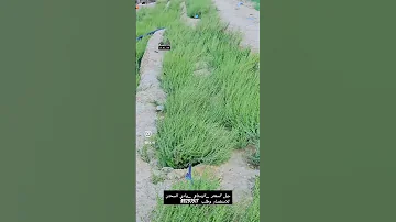 جبل الزعتر وادي السحتن الرستاق سلطنة عمان Thyme Wasi Alsahtan Rustaq Oman 