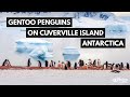 Gentoo Penguins on Cuverville Island, Antarctica | She Wanders Miles