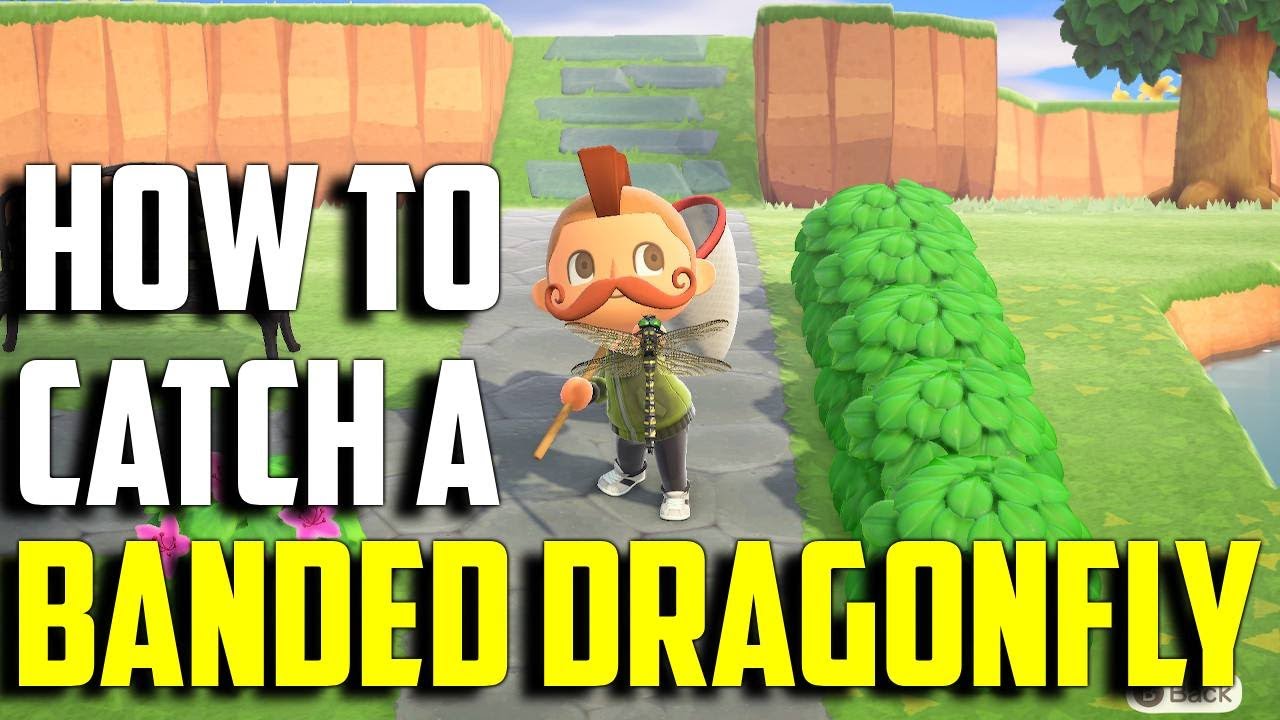 How to Catch a Banded Dragonfly Banded Dragonfly ACNH ACNH Banded