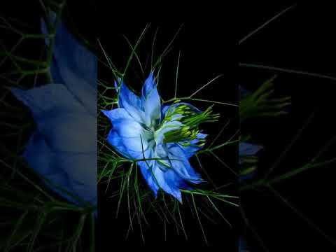 The Sight Of A Flower Blooming At Night I Nature Life