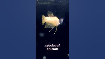 Blurring Species Lines - Hybridization #bettafish #science #hybrids #bettabreeder #pets