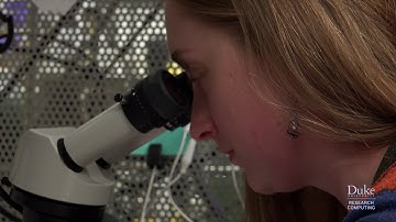 What happens in Vagus