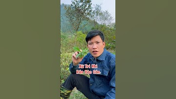 Xử lý khi rắn độc cắn #thuocnam #thaoduoc