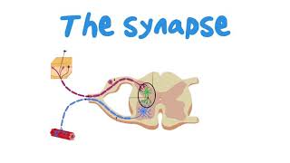 Grade 12 :  18 || Structure of synapse || part (1)