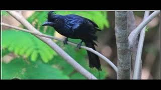 suara pikat ribut sawai atau srikunting 👍