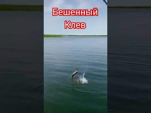 БЕШЕННЫЙ КЛЕВ