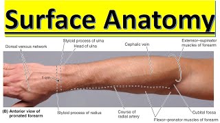 Surface ِAnatormy of Forearm  (8/10) || Upper Limb || كلية الطب - مادة التشريح || (M1---) || [43]