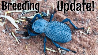 Blue DeathFeigning Beetle Breeding: Surface Pupation