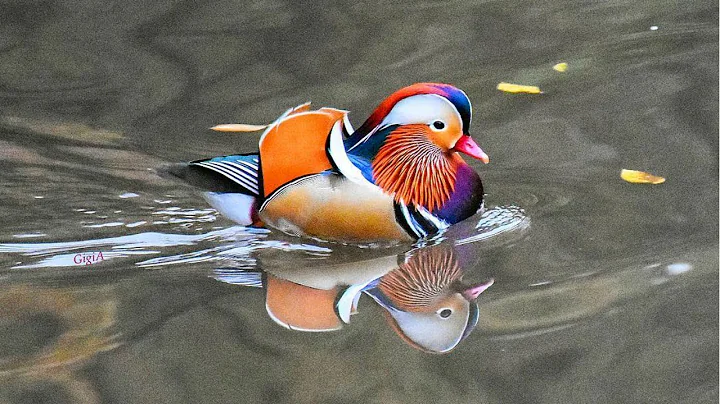 It's back: NYC's rare Mandarin duck makes grand return to Central Park - DayDayNews