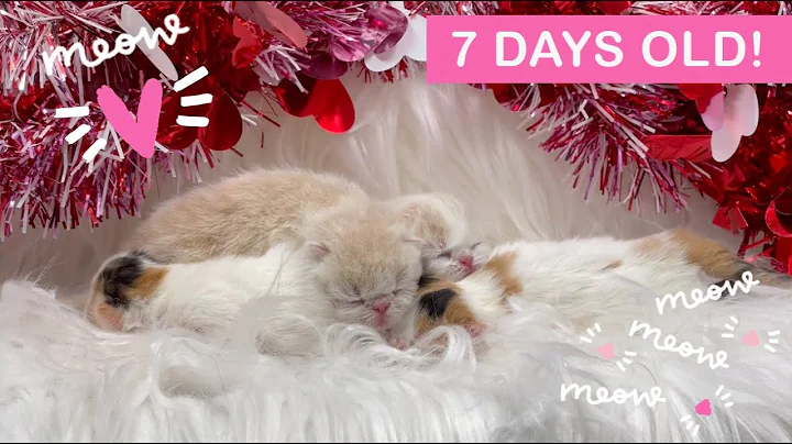 Watch the video about Adorable Chubby Newborn Exotic Kittens! Who Ca Resist? ❤️😻❤️ Mon Chéri Cattery