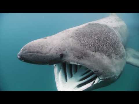 Как питаются гигантские акулы-пилигрим — Cetorhinus maximus (Gunnerus, 1765), процеживая море ?