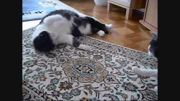 Cats and drug "Valerian" :-))