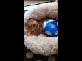 lenbest Air Power Football, Mon enfant est très content