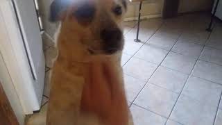 Soft Doggo Ears 1 screenshot 4