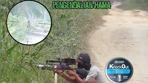 tembak monyet nakal ! ketika masuk perumahan dan kebun sendiri