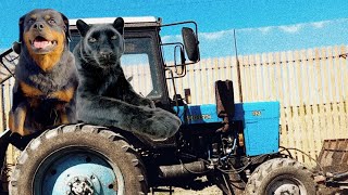 Cleaning the area with Luna the panther (part 2) Digging trenches 🚜(ENG SUB)