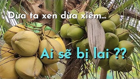 So sánh dừa ta với dừa ta lùn