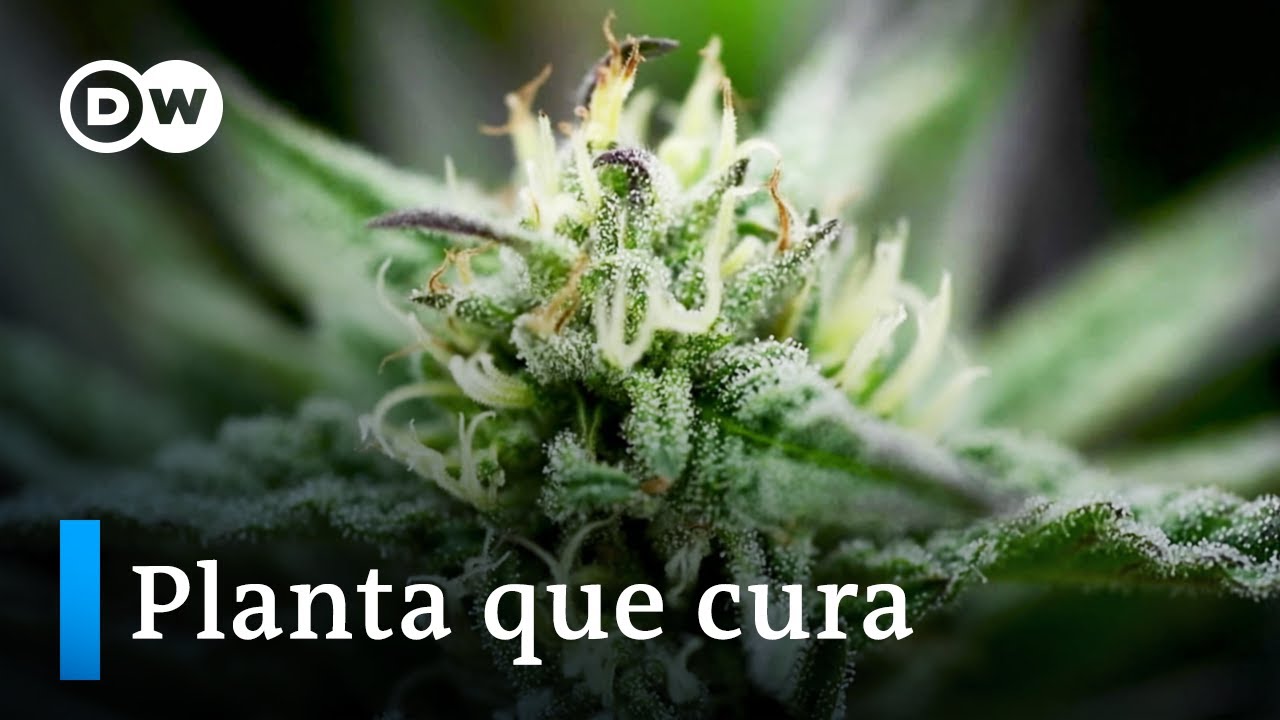 Sao Paulo permite distribución gratuita de cannabis medicinal