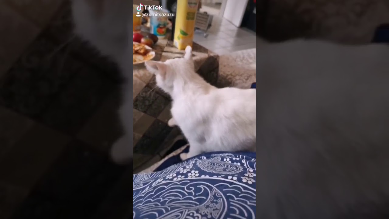 ⁣Смешно коте отговаря
