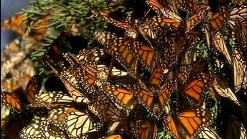 Conservation Connect:  Monarchs