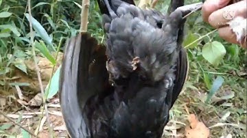 ต่อไก่ป่าเข้าทังสองตวเลียDib qaib qus tuaj zoo heev bẫy gà rừng vào cả 2