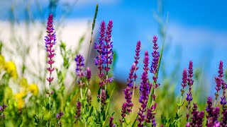 10 Hours of Relaxing Music - Sleep Music, Beautiful Piano Music for Stress Relief (Layla)