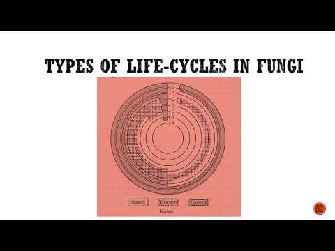 Types of Life-Cycles in Fungi (कवकों में जीवन-चक्रों के प्रकार) By: Dr. Richhpal Singh