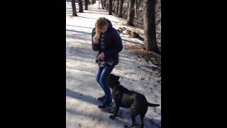 Дрессировка щенка кане корсо http://dogclass.ru/ Дрессировка щенка кане корсо http://dogclass.ru/